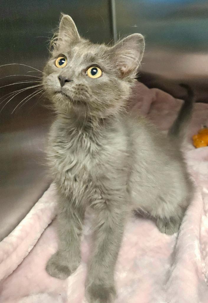 Smokey, Adopted, Kitten Male Domestic Medium Hair.