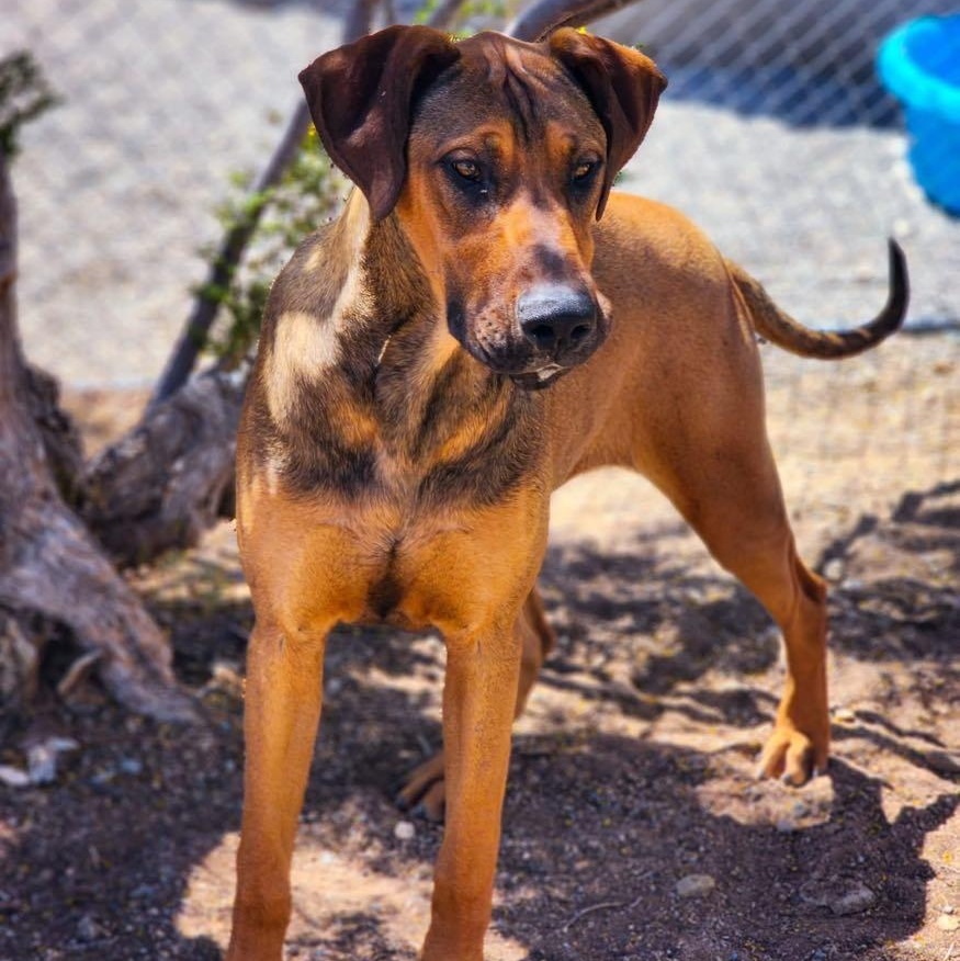 Enlarge Raggedy Anne, a Adoptable mixed breed in Tehachapi, CA image 3/3