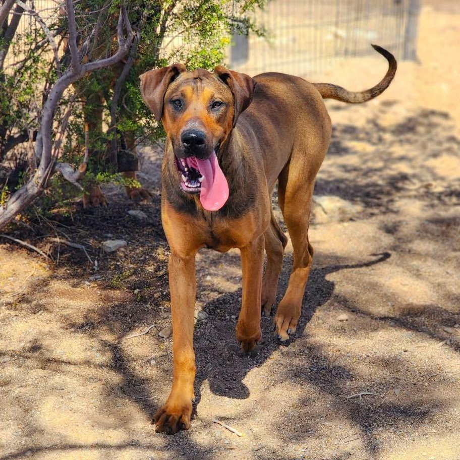 Raggedy Anne, Adoptable, Young Female Great Dane & Rhodesian Ridgeback.