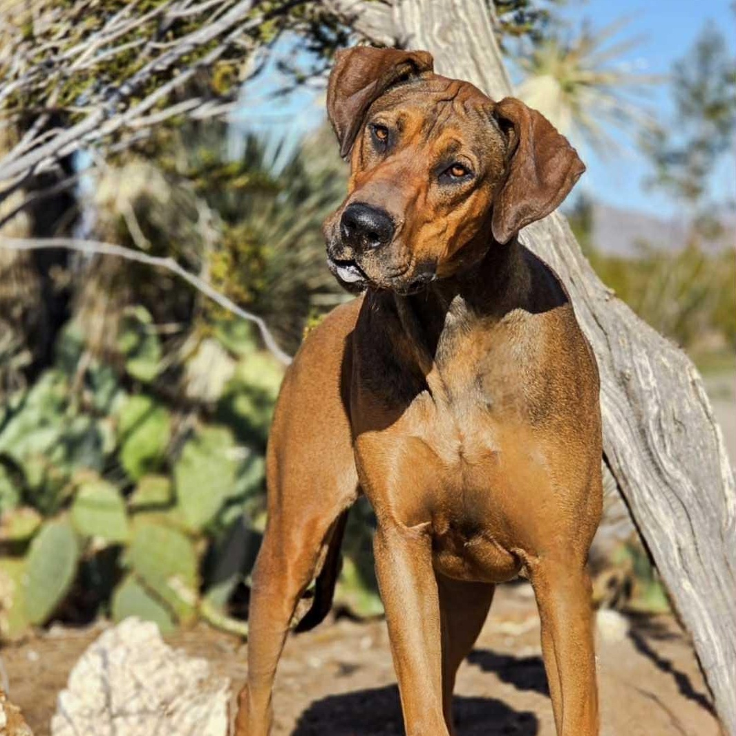 Enlarge Raggedy Anne, a Adoptable mixed breed in Tehachapi, CA image 2/3