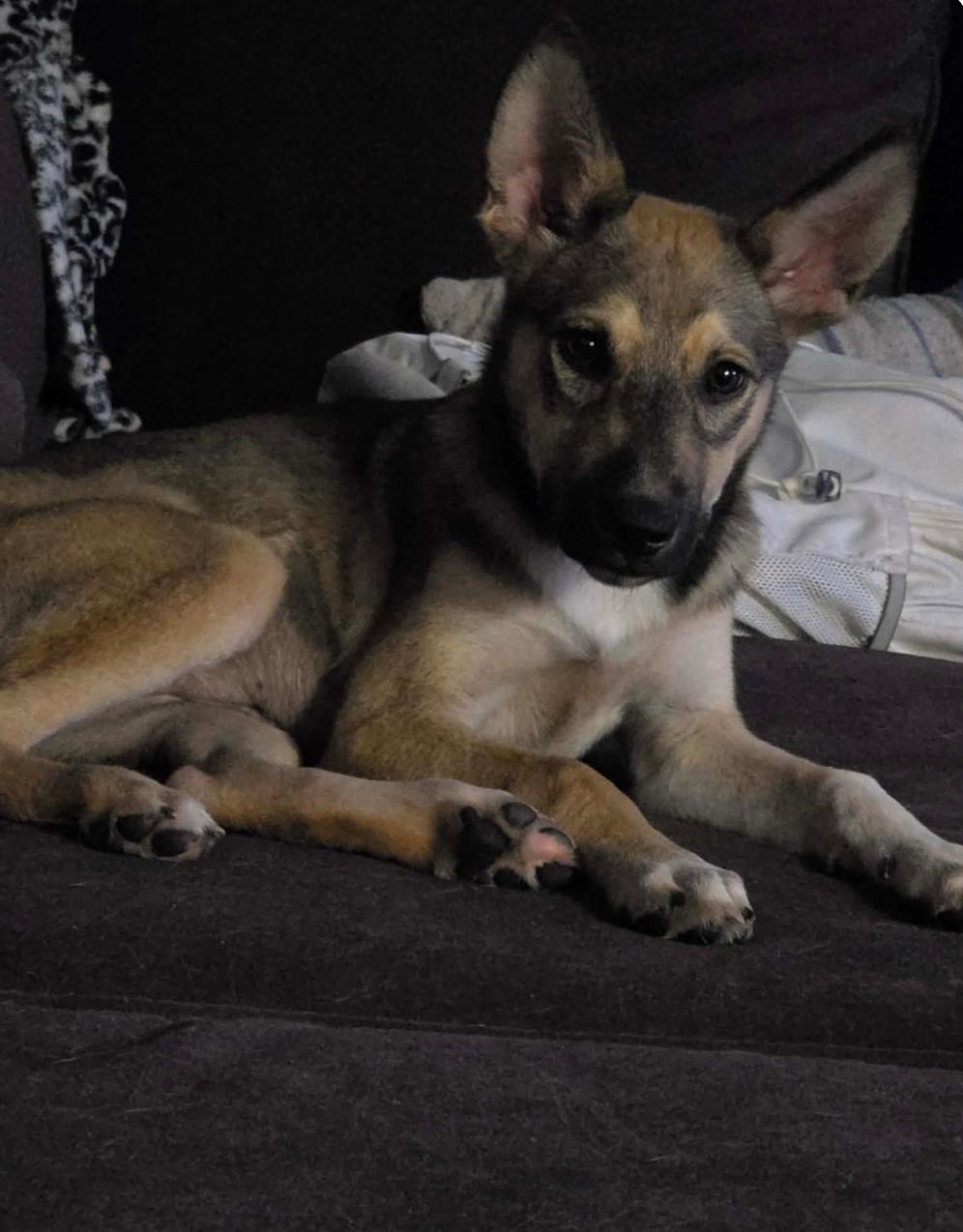 Carley, Adopted, Puppy Female German Shepherd Dog.