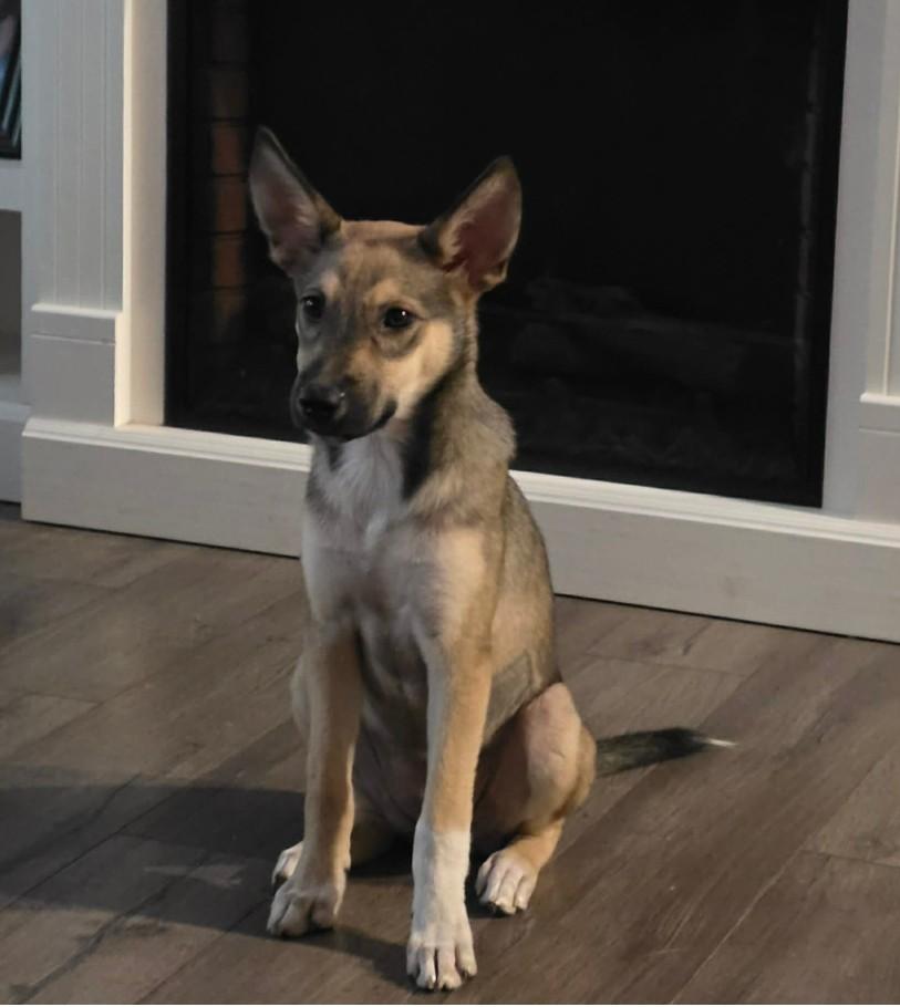 Enlarge Carley, a Adopted mixed breed in Pensacola, FL image 2/3