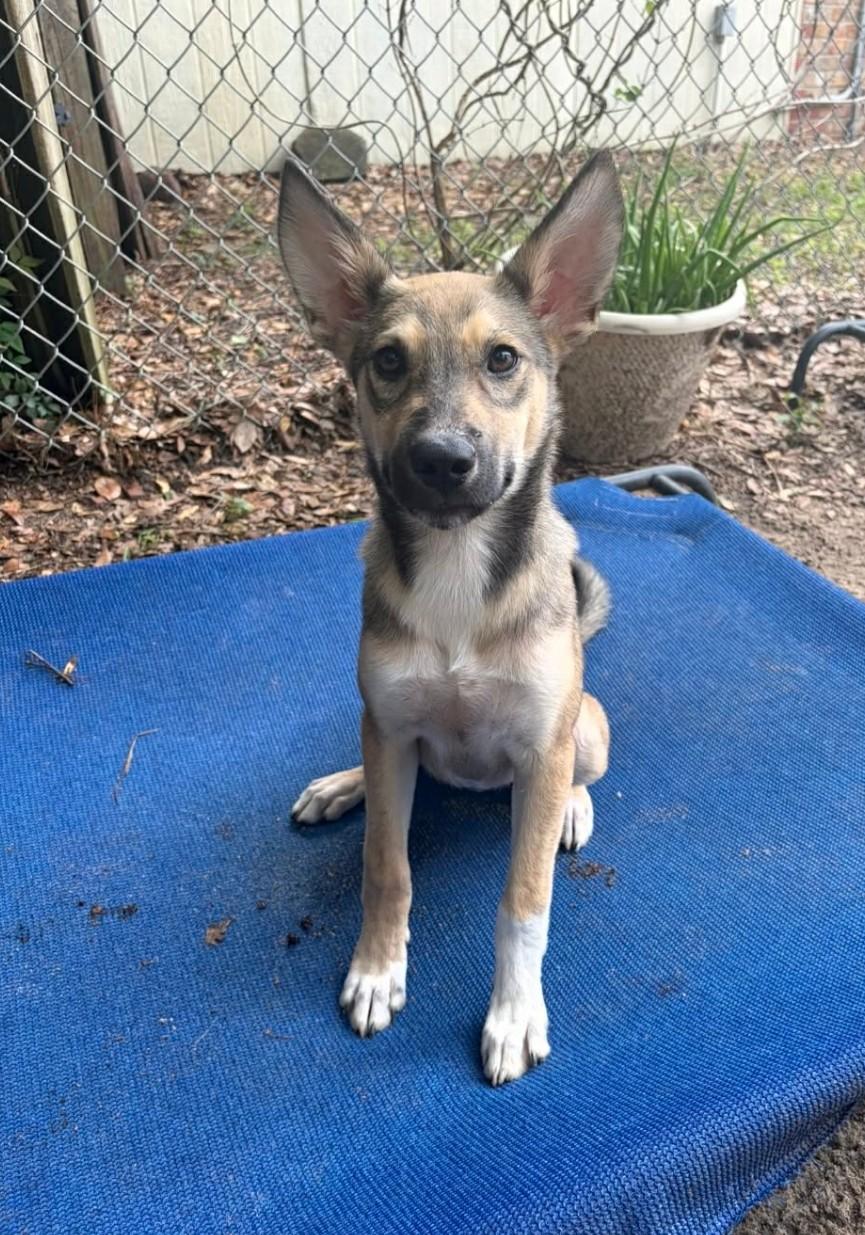 Enlarge Carley, a Adopted mixed breed in Pensacola, FL image 3/3