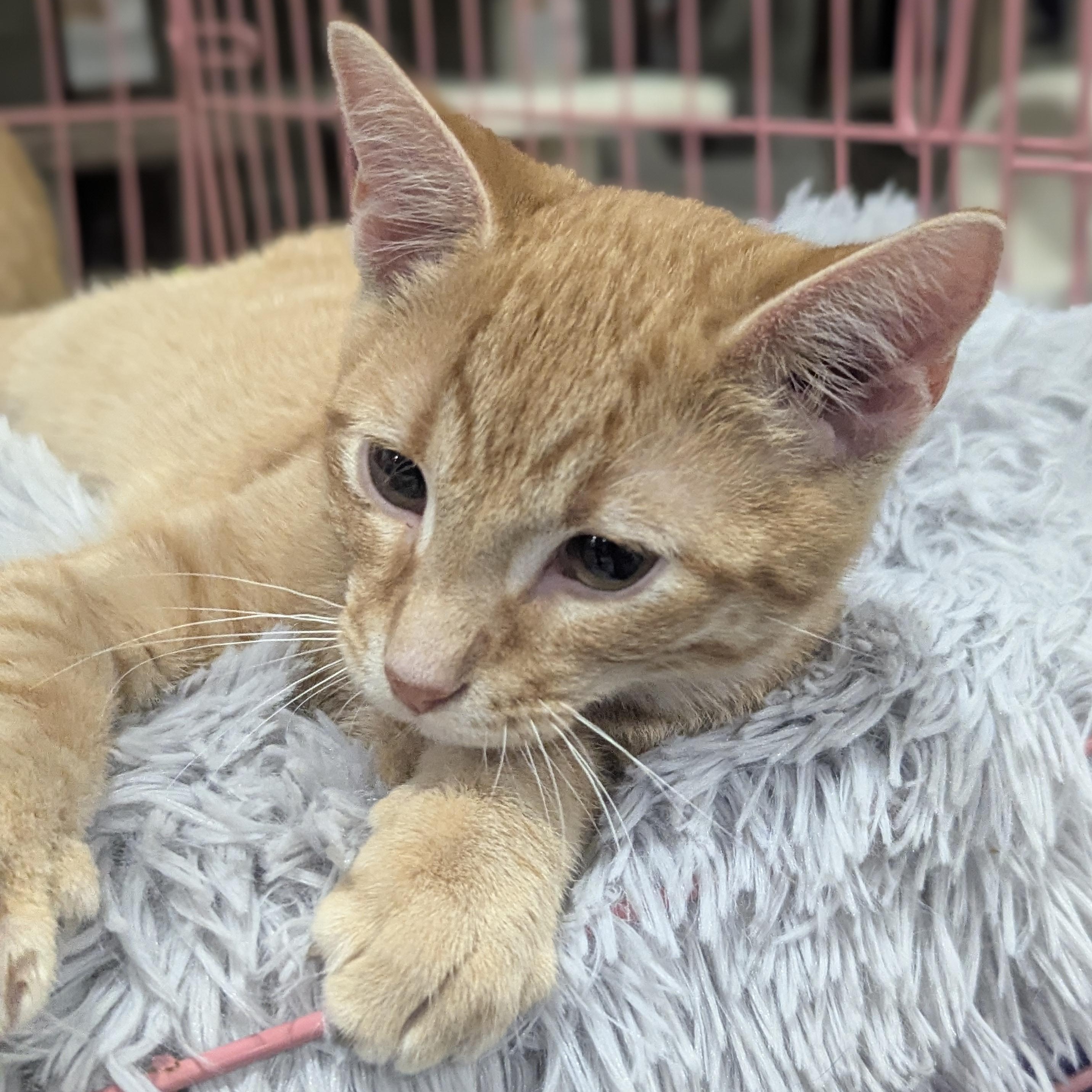 Enlarge Snuffleupagus , an adopted Domestic Short Hair in Springfield, IL image 2/5