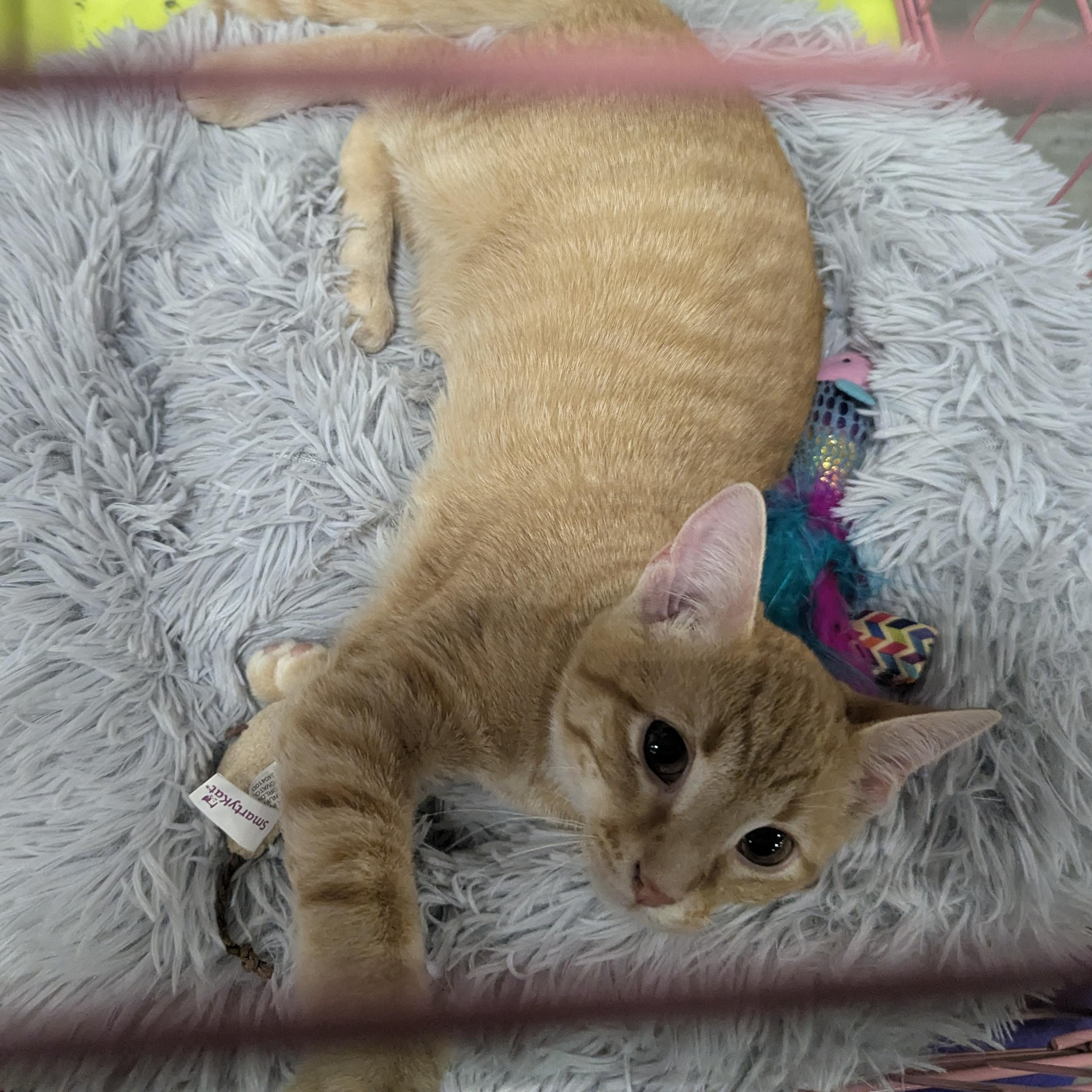 Enlarge Snuffleupagus , an adopted Domestic Short Hair in Springfield, IL image 4/5