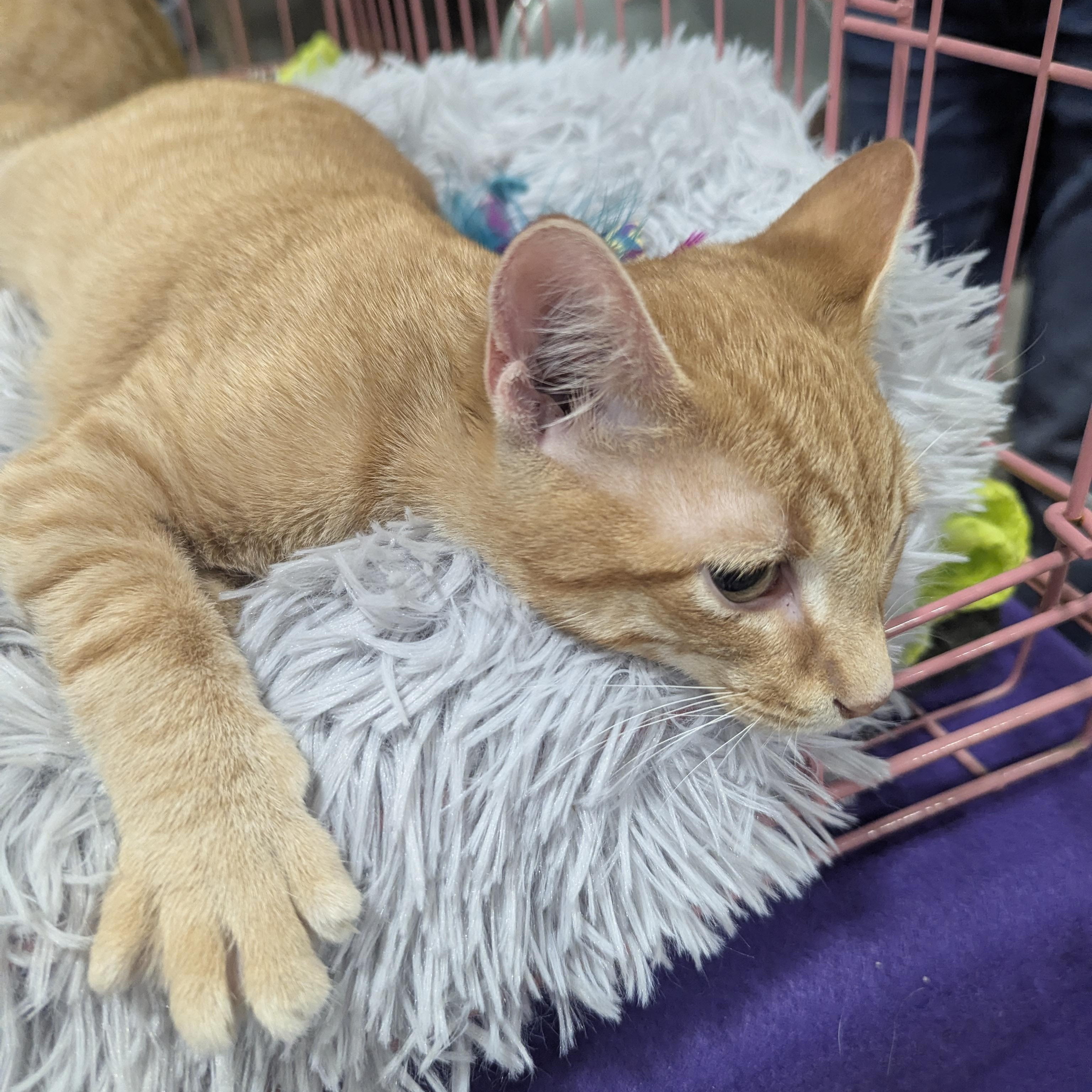 Enlarge Snuffleupagus , an adopted Domestic Short Hair in Springfield, IL image 5/5