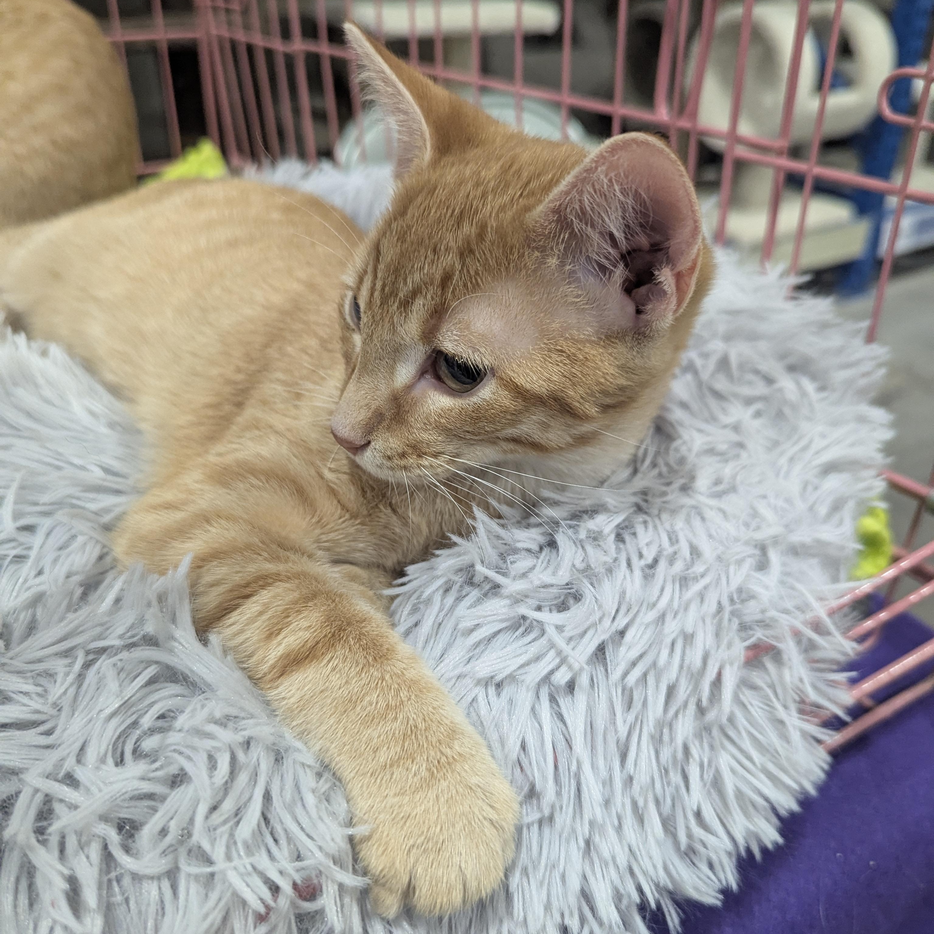 Enlarge Snuffleupagus , an adopted Domestic Short Hair in Springfield, IL image 3/5