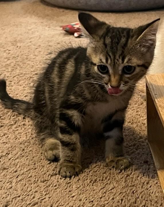 Meko, ADOPTABLE, Kitten Male American Shorthair.