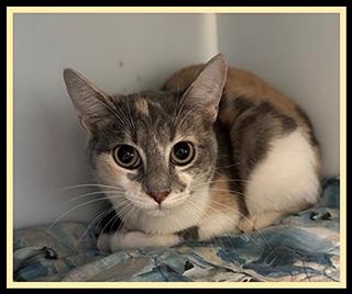 MEWTEW, Adoptable, Young Female Domestic Short Hair.