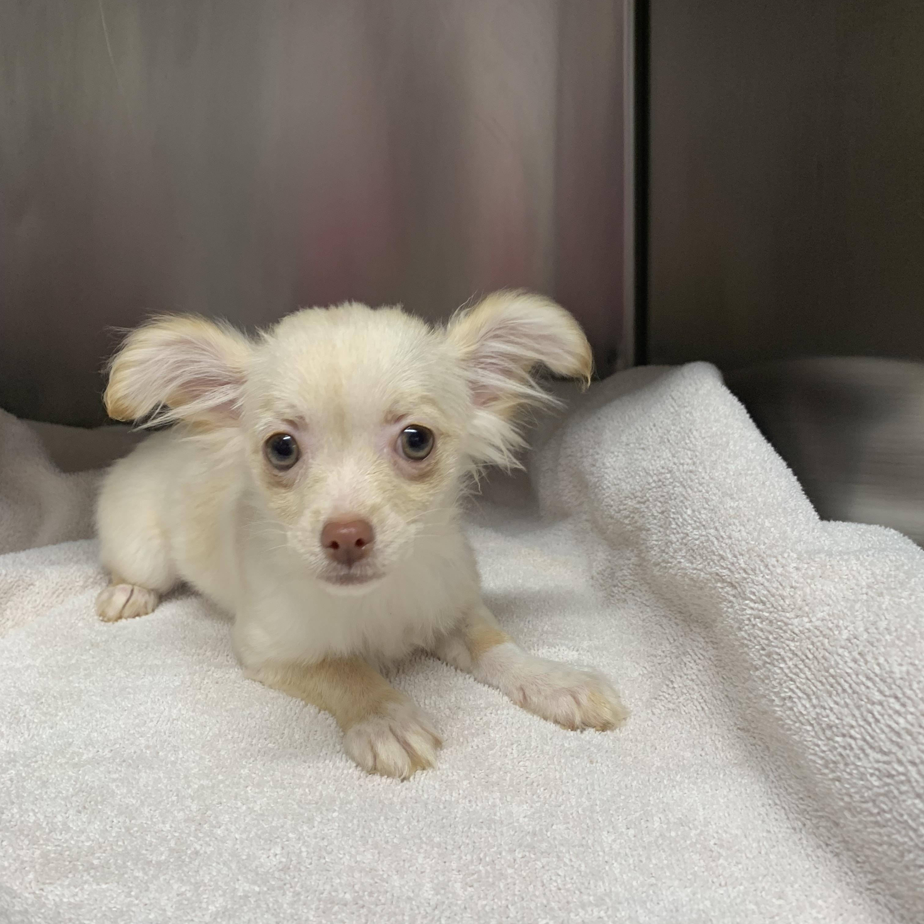 Trixie Gal, a ADOPTABLE Chihuahua in Richmond, VA image 2/4