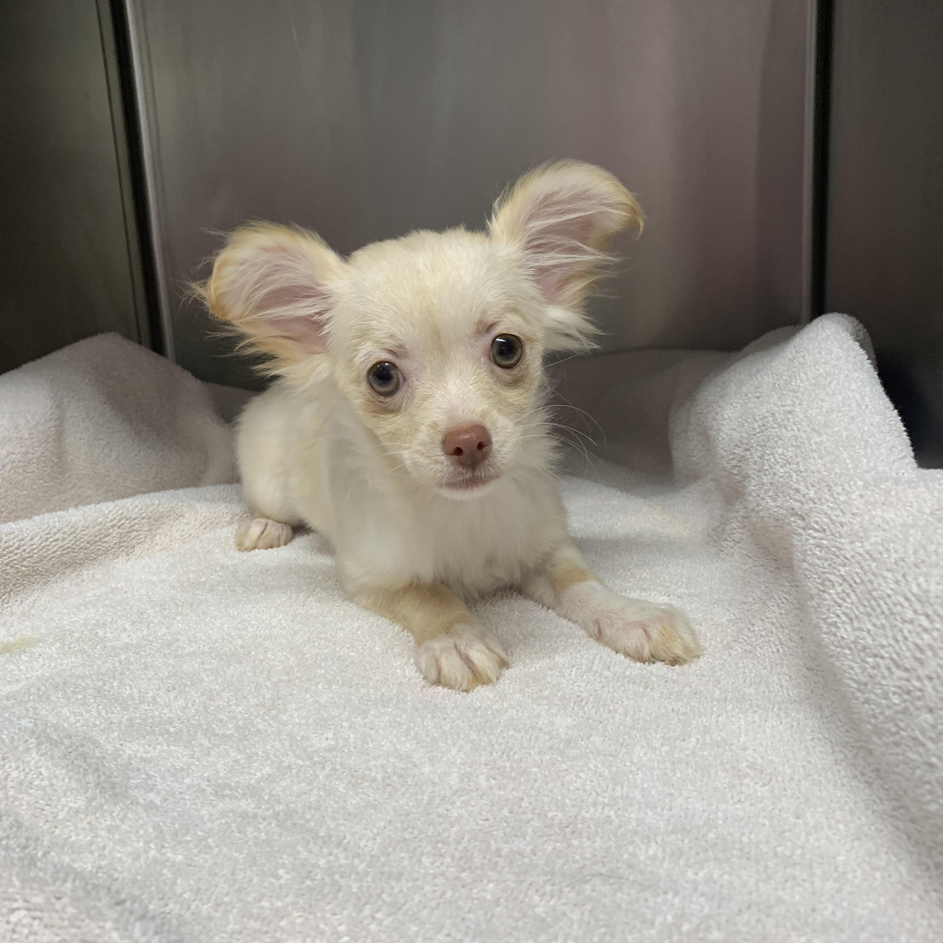 Trixie Gal, a ADOPTABLE Chihuahua in Richmond, VA image 3/4