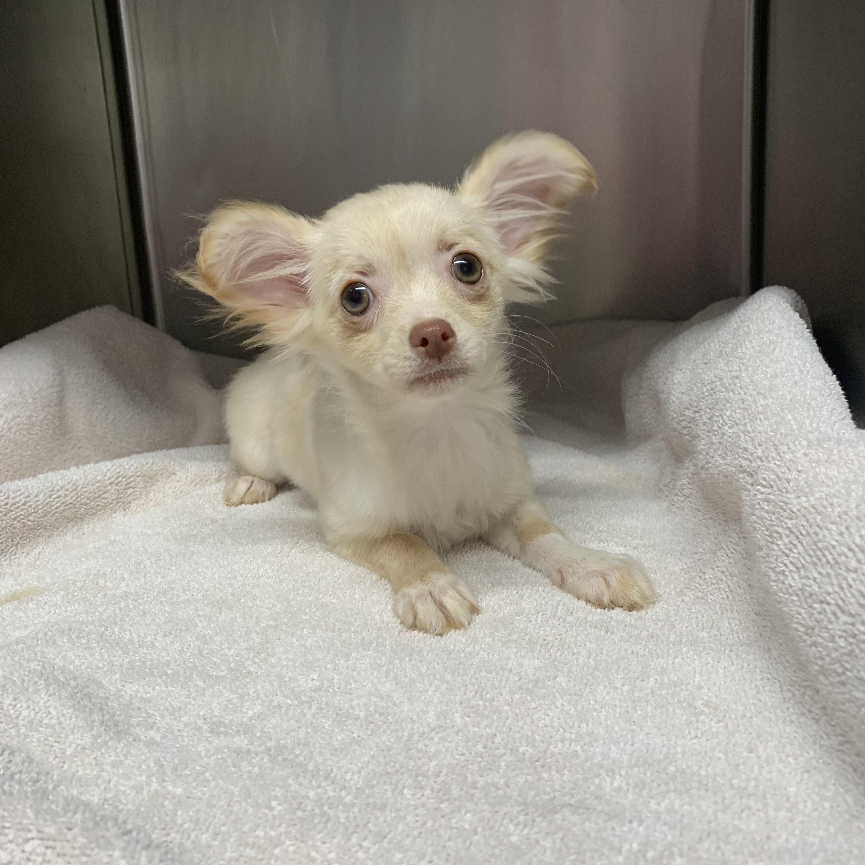 Trixie Gal, a ADOPTABLE Chihuahua in Richmond, VA image 4/4
