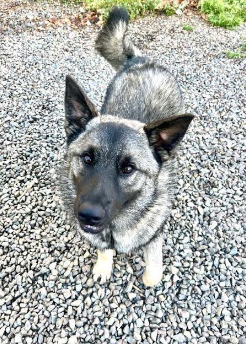 Enlarge Lakey, a Adoptable Norwegian Elkhound in Mocksville, NC image 2/4
