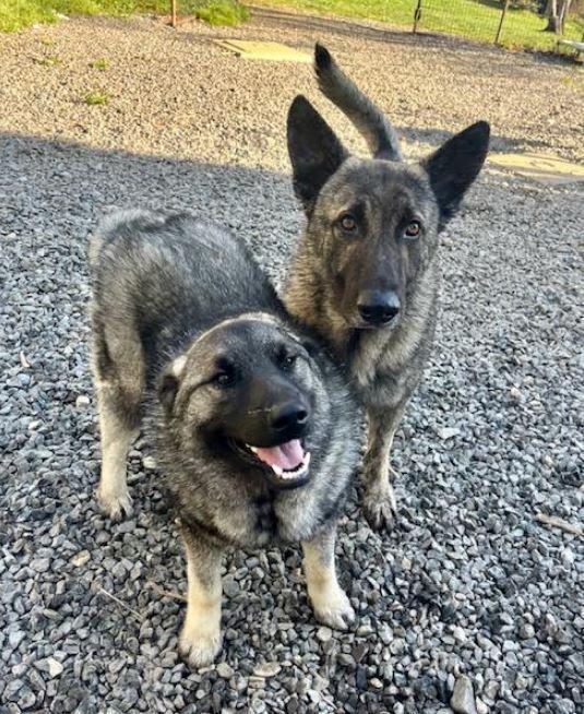 Enlarge Lakey, a Adoptable Norwegian Elkhound in Mocksville, NC image 3/4