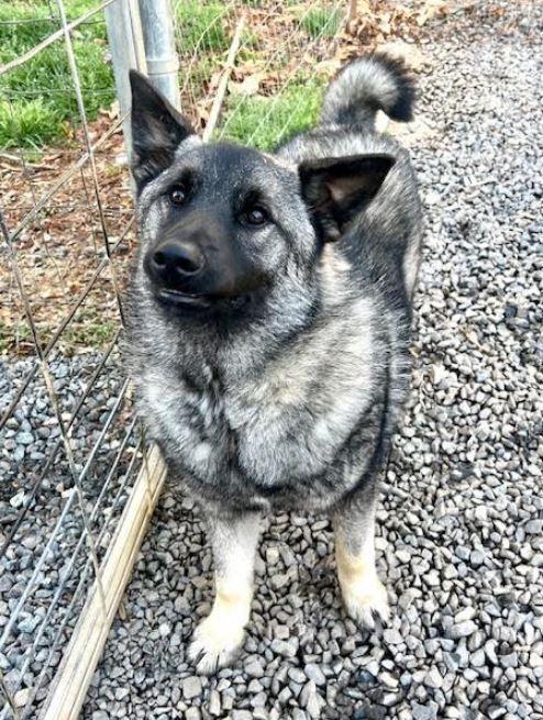 Enlarge Lakey, a Adoptable Norwegian Elkhound in Mocksville, NC image 4/4