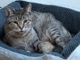 Josephine - STILL AVAILABLE, Senior Female unknown