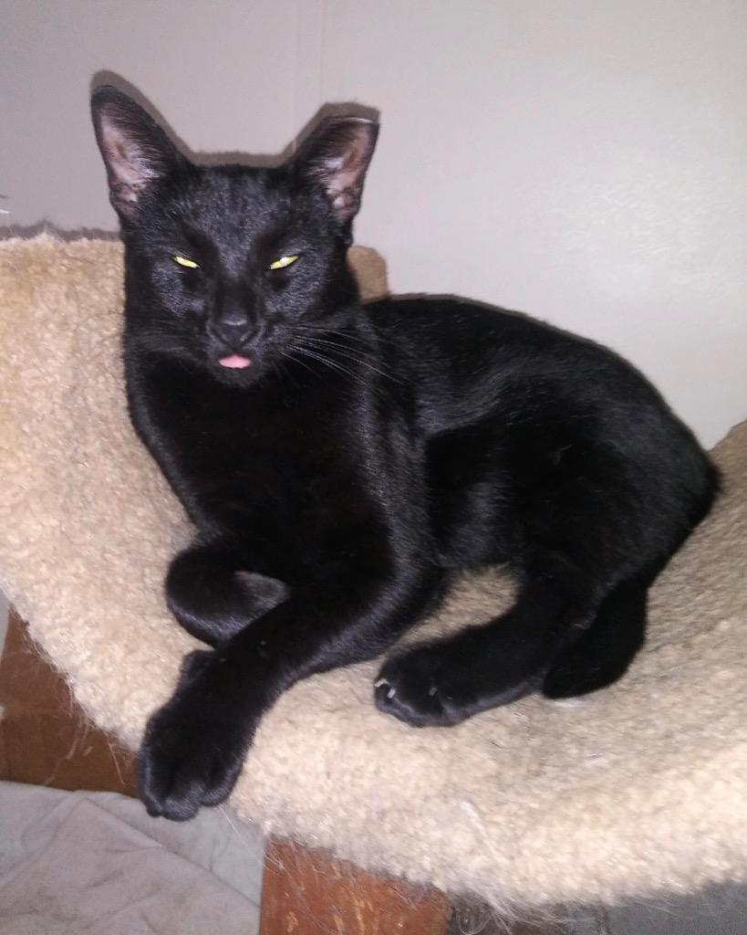BB, Adoptable, Adult Female Domestic Short Hair.