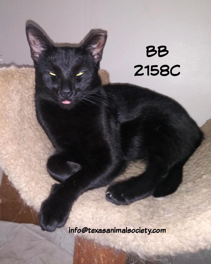 Enlarge BB, a Adoptable mixed breed in Spring, TX image 2/2