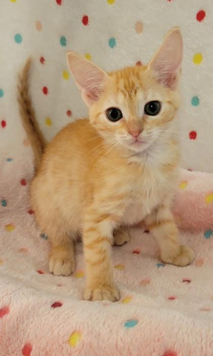 Coors, Adoptable, Kitten Male Domestic Short Hair & Domestic Short Hair.