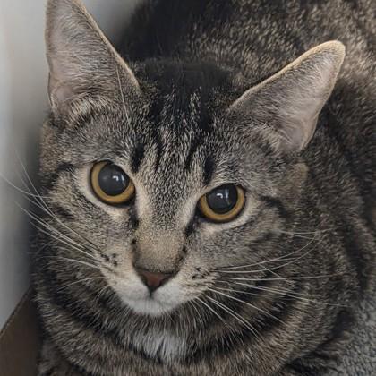 Lucy, Adoptable, Adult Female Domestic Short Hair & Domestic Short Hair.