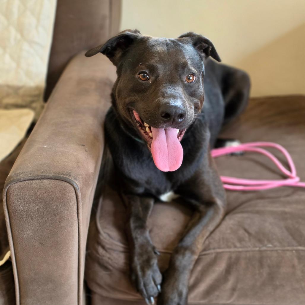 Jeffrey, Adoptable, Adult Male Black Labrador Retriever & Pit Bull Terrier.
