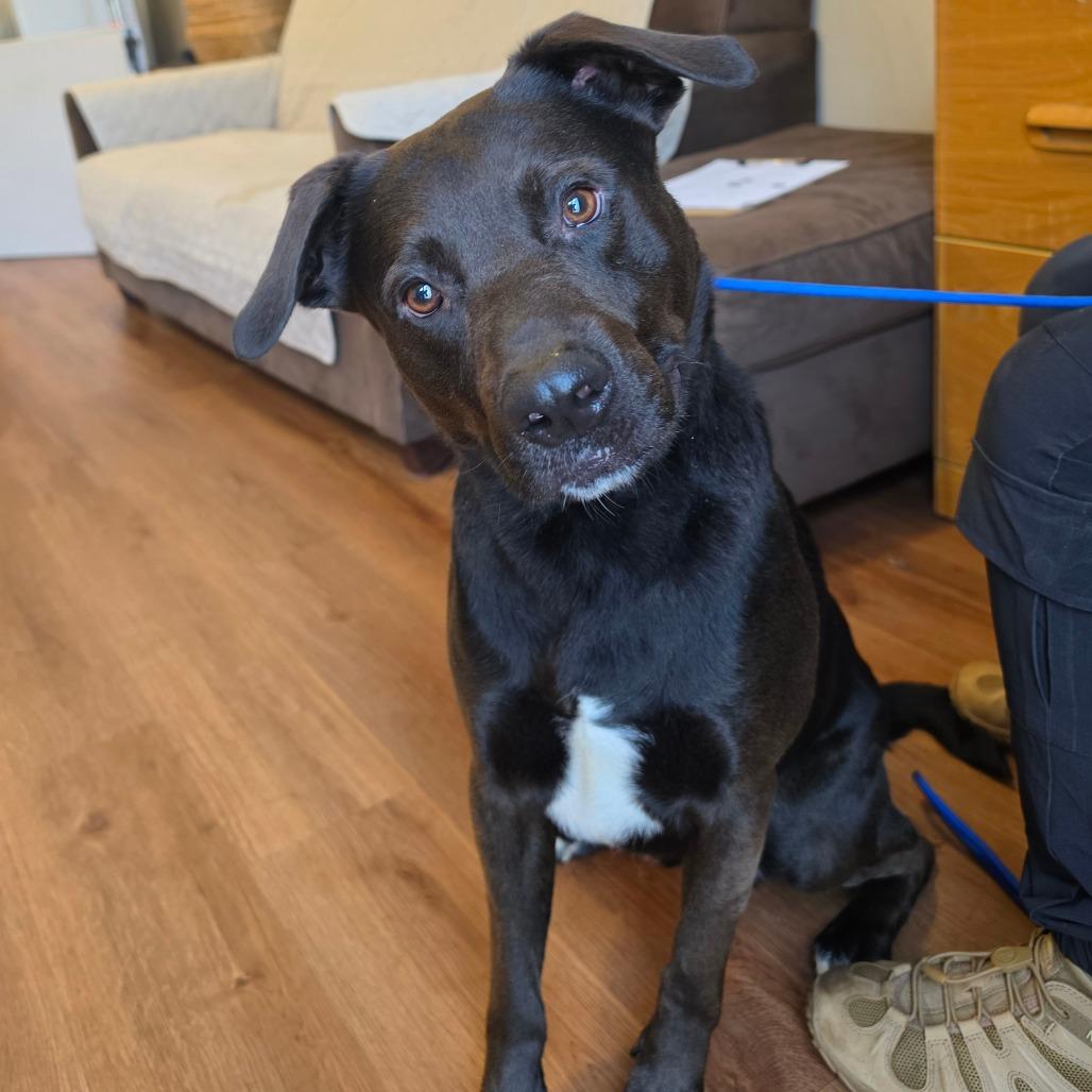 Enlarge Jeffrey, a Adoptable mixed breed in Easton, PA image 2/6