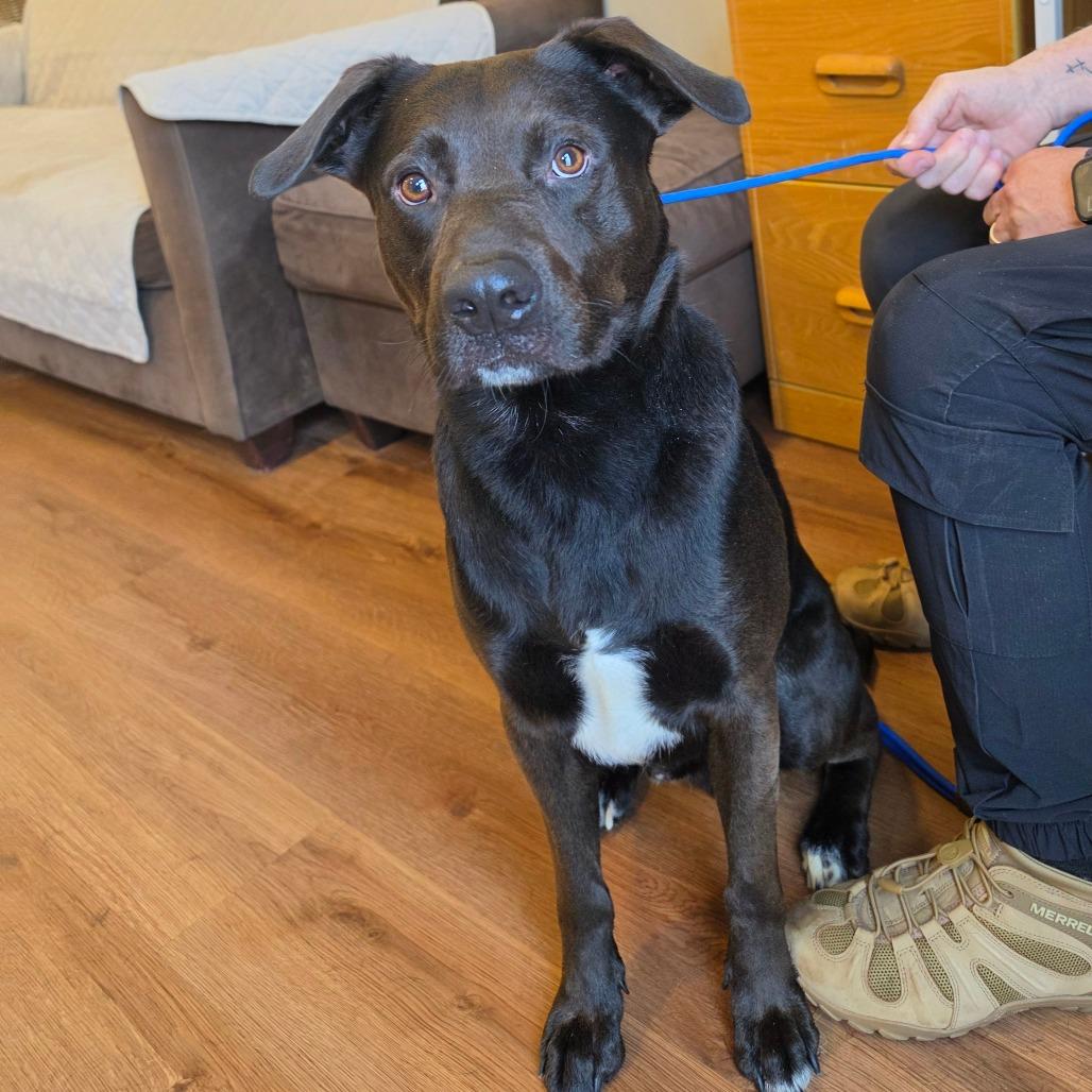 Enlarge Jeffrey, a Adoptable mixed breed in Easton, PA image 3/6