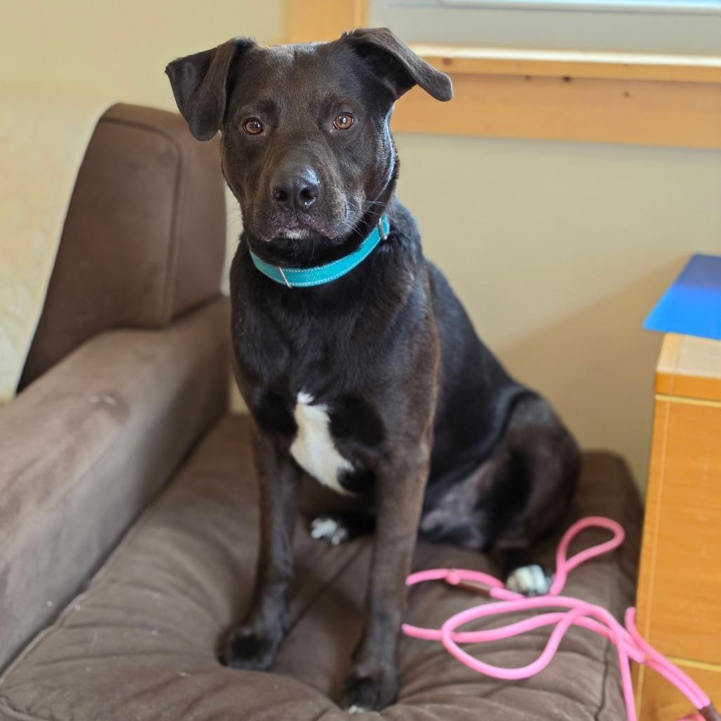 Enlarge Jeffrey, a Adoptable mixed breed in Easton, PA image 4/6