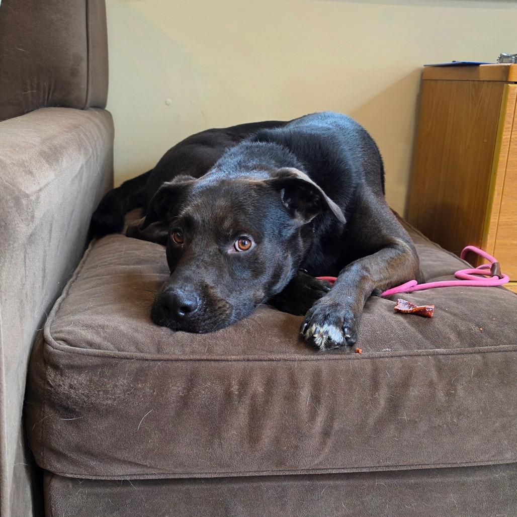 Enlarge Jeffrey, a Adoptable mixed breed in Easton, PA image 5/6