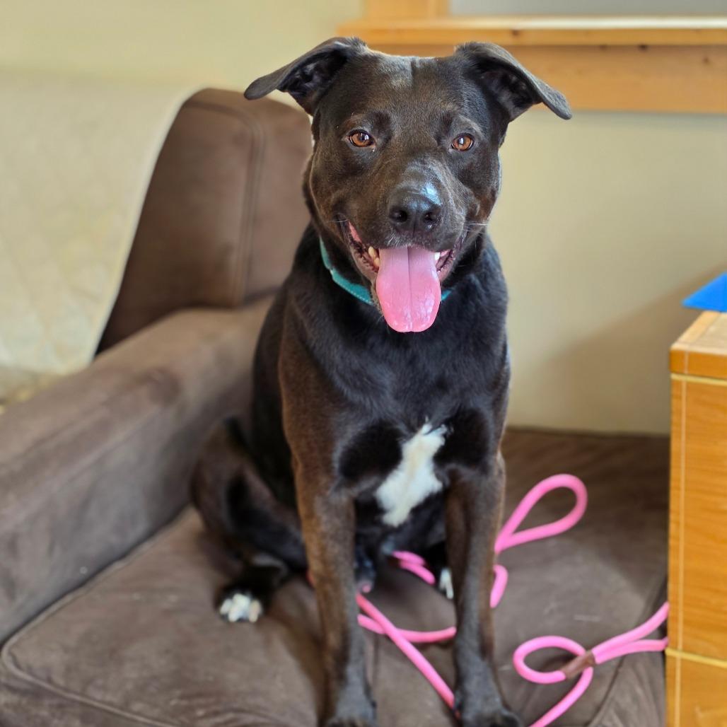 Enlarge Jeffrey, a Adoptable mixed breed in Easton, PA image 6/6