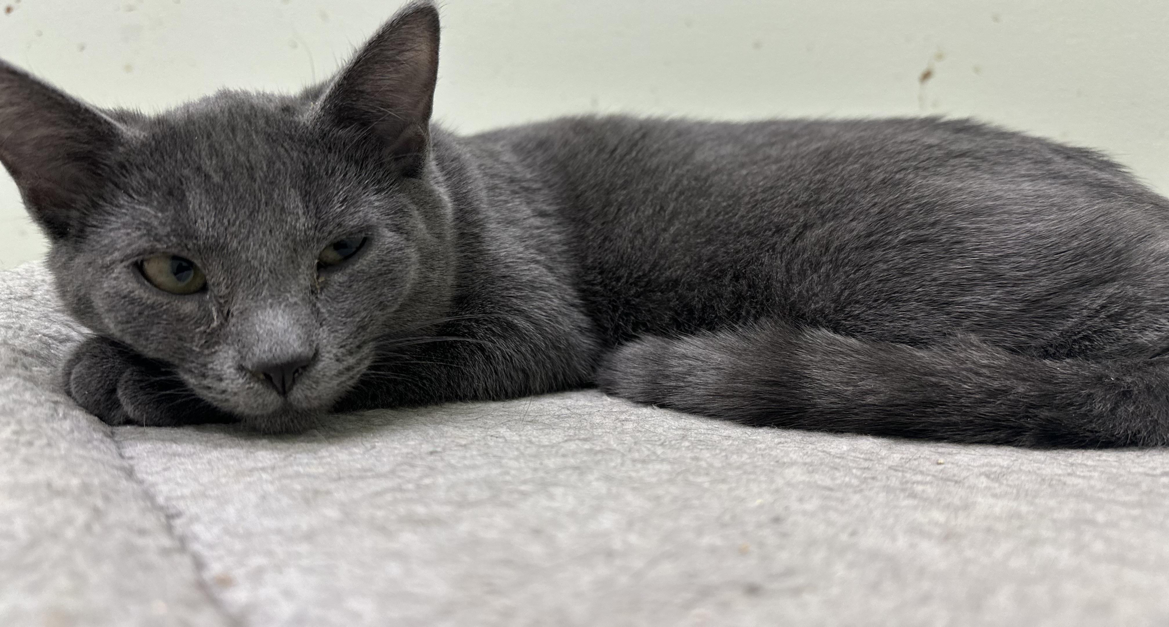 Enlarge Smokey, a ADOPTABLE Domestic Short Hair in Pleasantville, NJ image 3/4