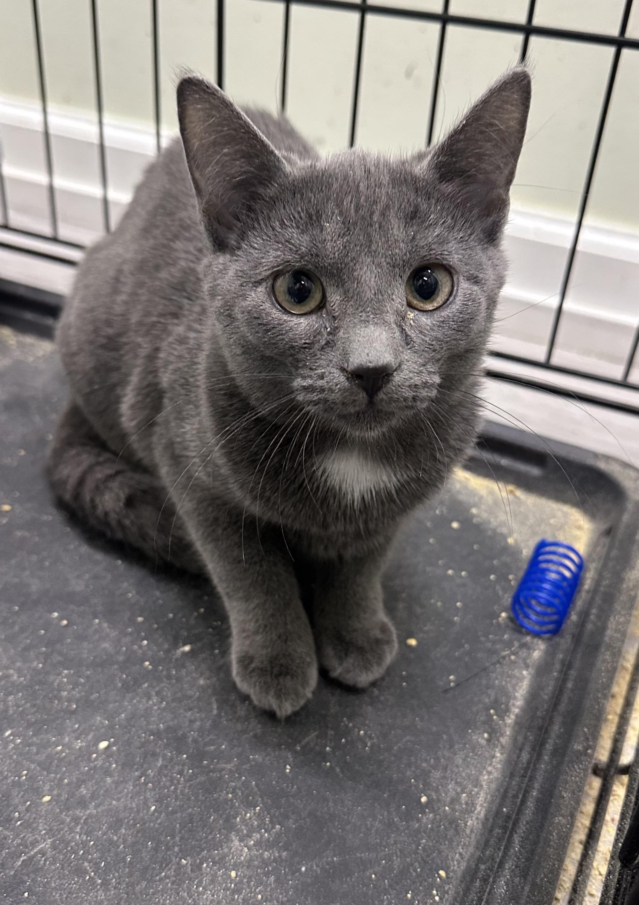 Enlarge Smokey, a ADOPTABLE Domestic Short Hair in Pleasantville, NJ image 2/4