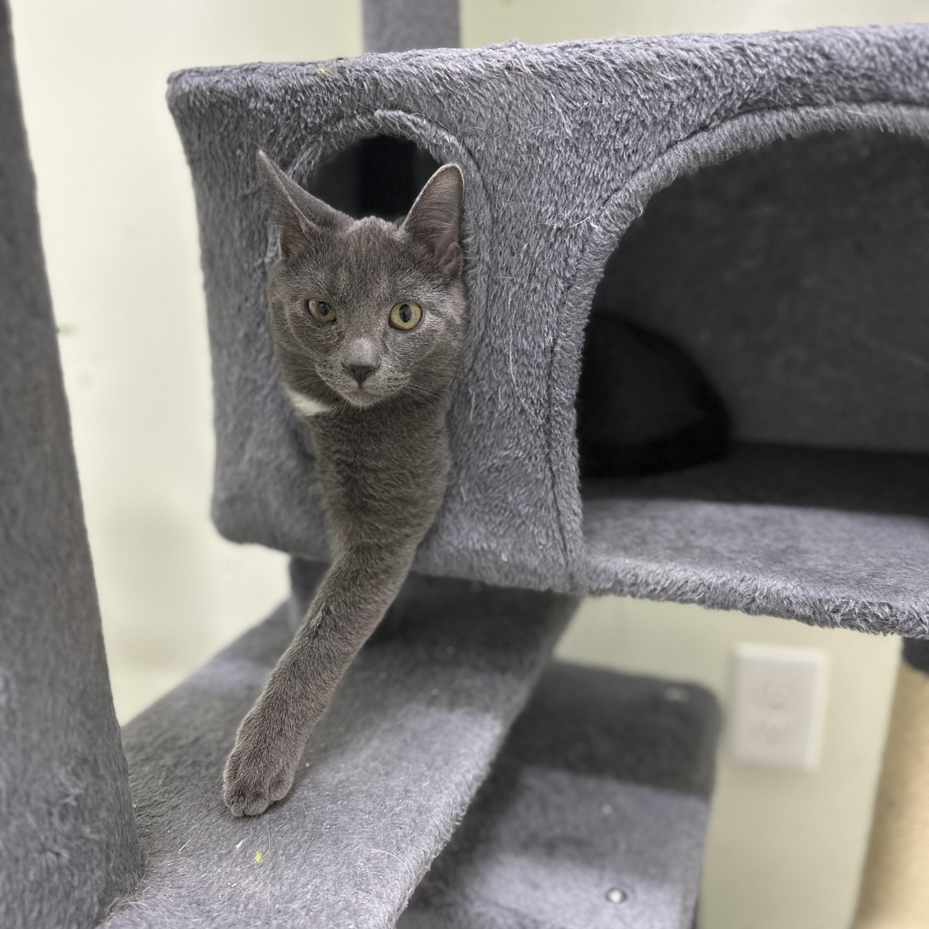 Smokey, ADOPTABLE, Kitten Female Domestic Short Hair.