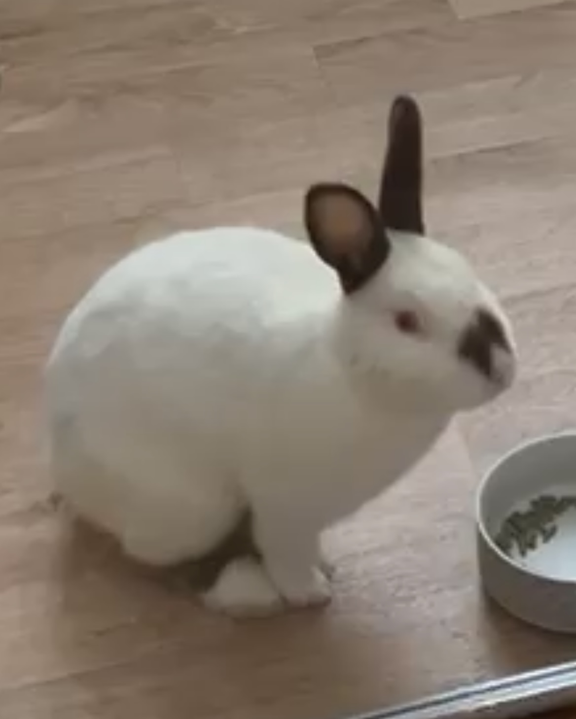 Enlarge Bartlet, a Adoptable mixed breed in Rancho Cordova, CA image 1/5