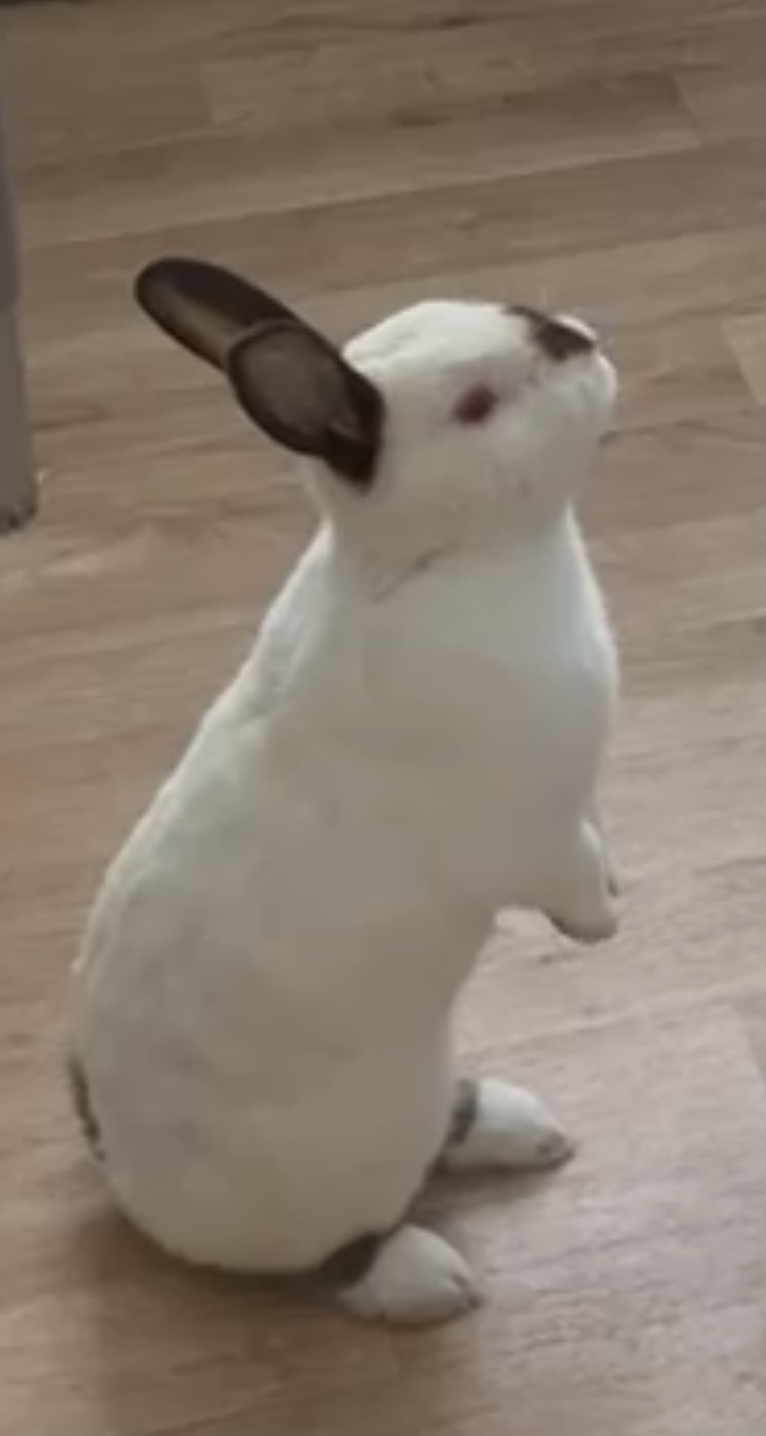 Enlarge Bartlet, a Adoptable mixed breed in Rancho Cordova, CA image 3/5