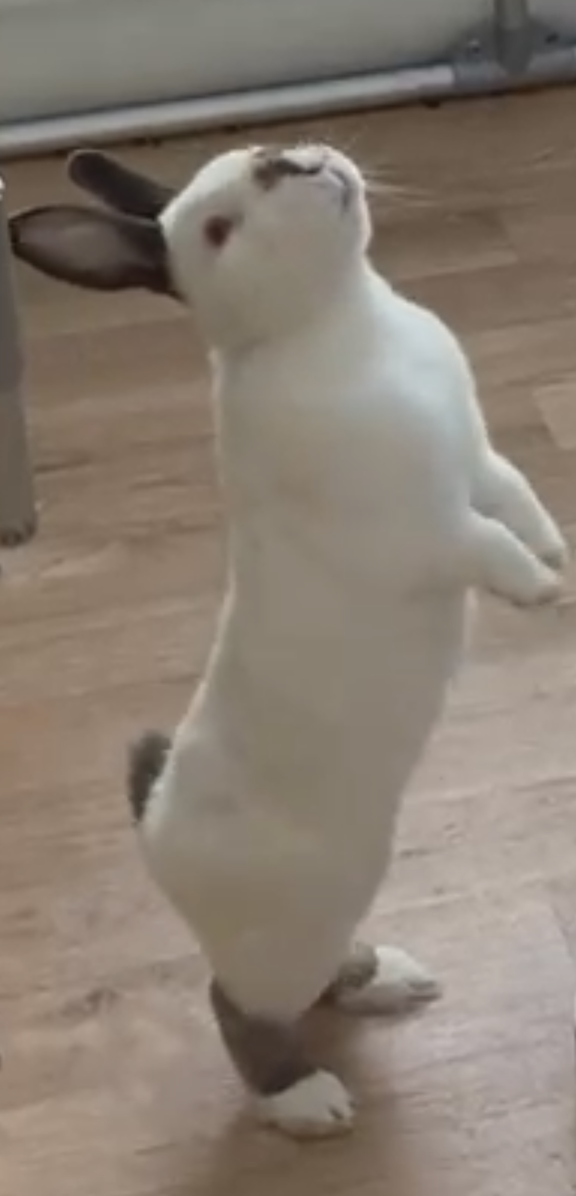 Enlarge Bartlet, a Adoptable mixed breed in Rancho Cordova, CA image 2/5