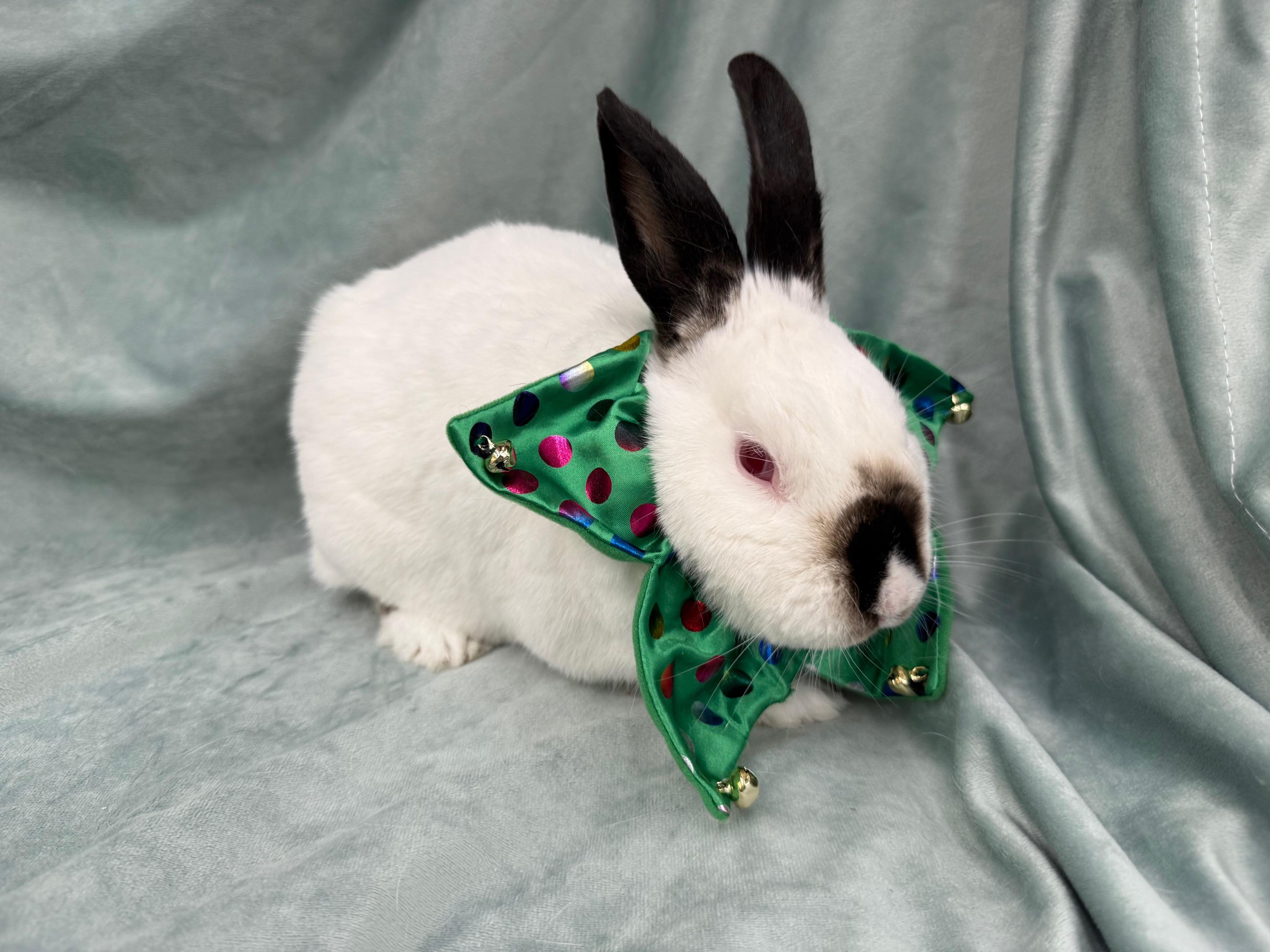 Enlarge Bartlet, a Adoptable mixed breed in Rancho Cordova, CA image 2/6