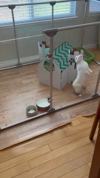 Enlarge Bartlet, a Adoptable mixed breed in Rancho Cordova, CA video 4/5