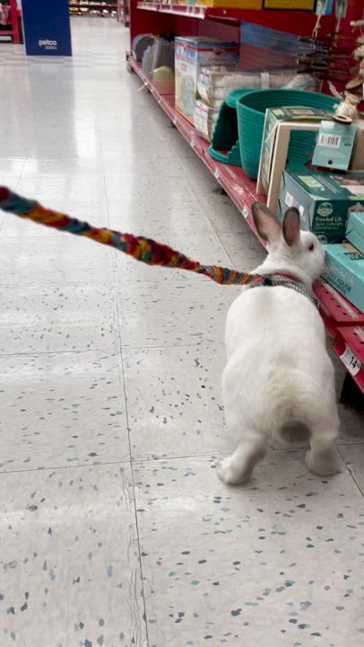 Enlarge Bartlet, a Adoptable mixed breed in Rancho Cordova, CA video 5/5