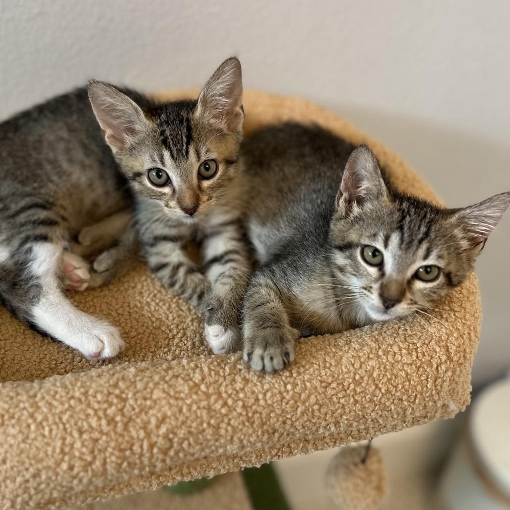 Enlarge Frida, a Adopted Domestic Short Hair in Houston, TX image 3/6