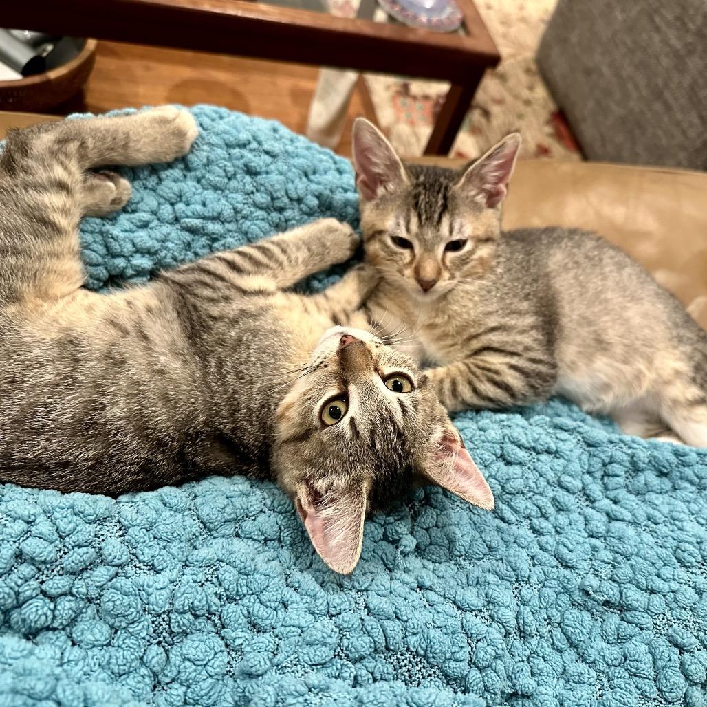 Enlarge Frida, a Adopted Domestic Short Hair in Houston, TX image 4/6