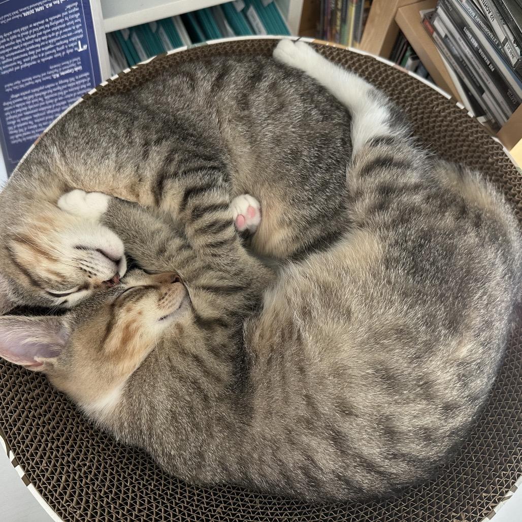 Enlarge Frida, a Adopted Domestic Short Hair in Houston, TX image 5/6