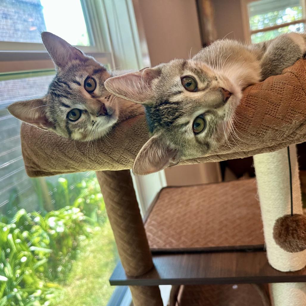 Enlarge Frida, a Adopted Domestic Short Hair in Houston, TX image 2/6