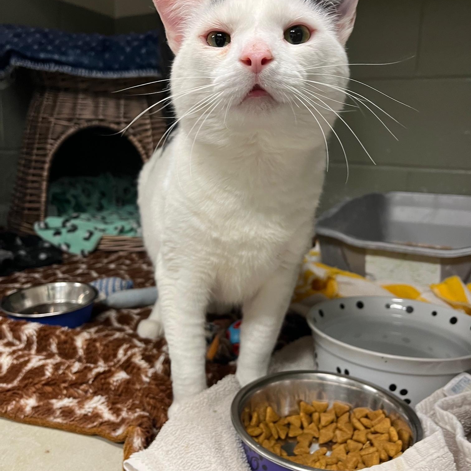 Enlarge Onyx, a ADOPTABLE Domestic Medium Hair in St Thomas, ON image 3/6