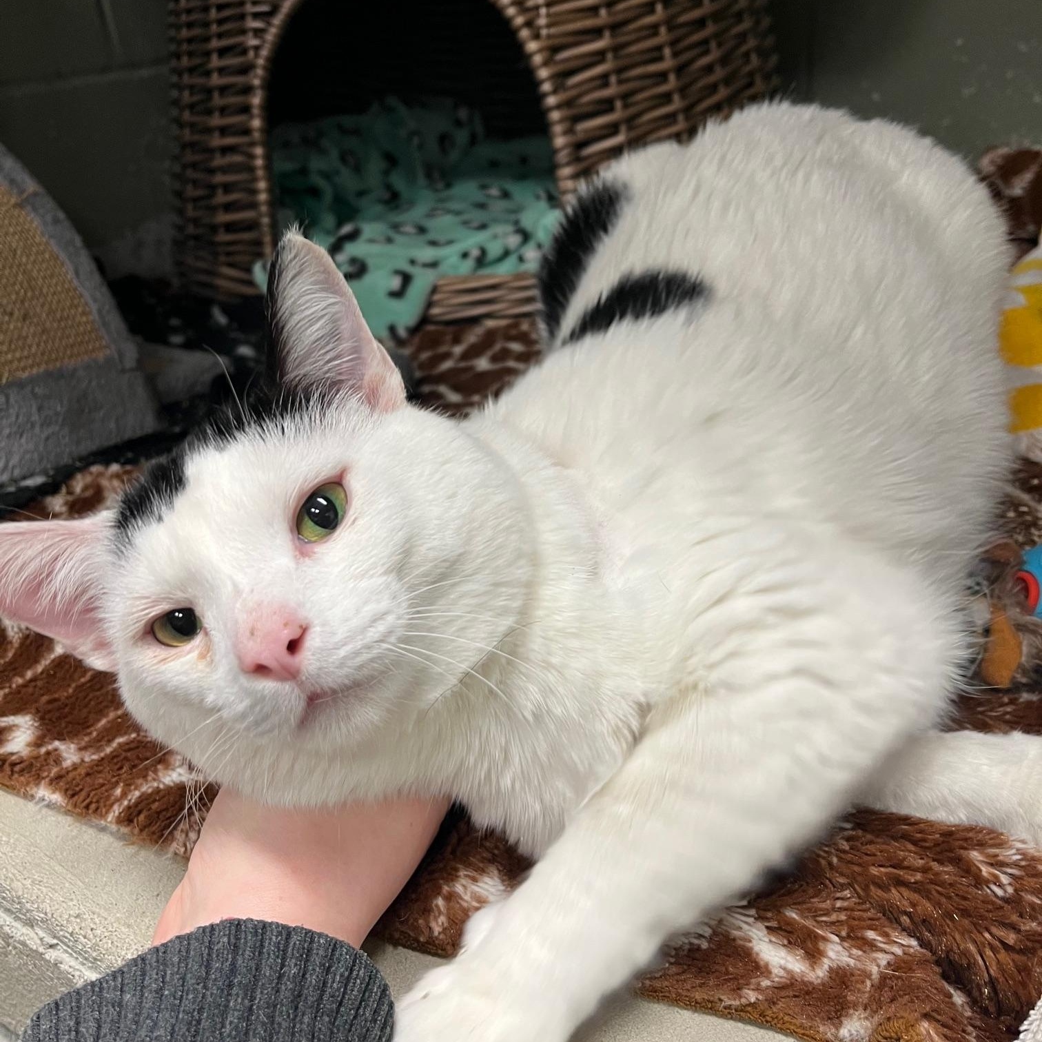 Enlarge Onyx, a ADOPTABLE Domestic Medium Hair in St Thomas, ON image 5/6