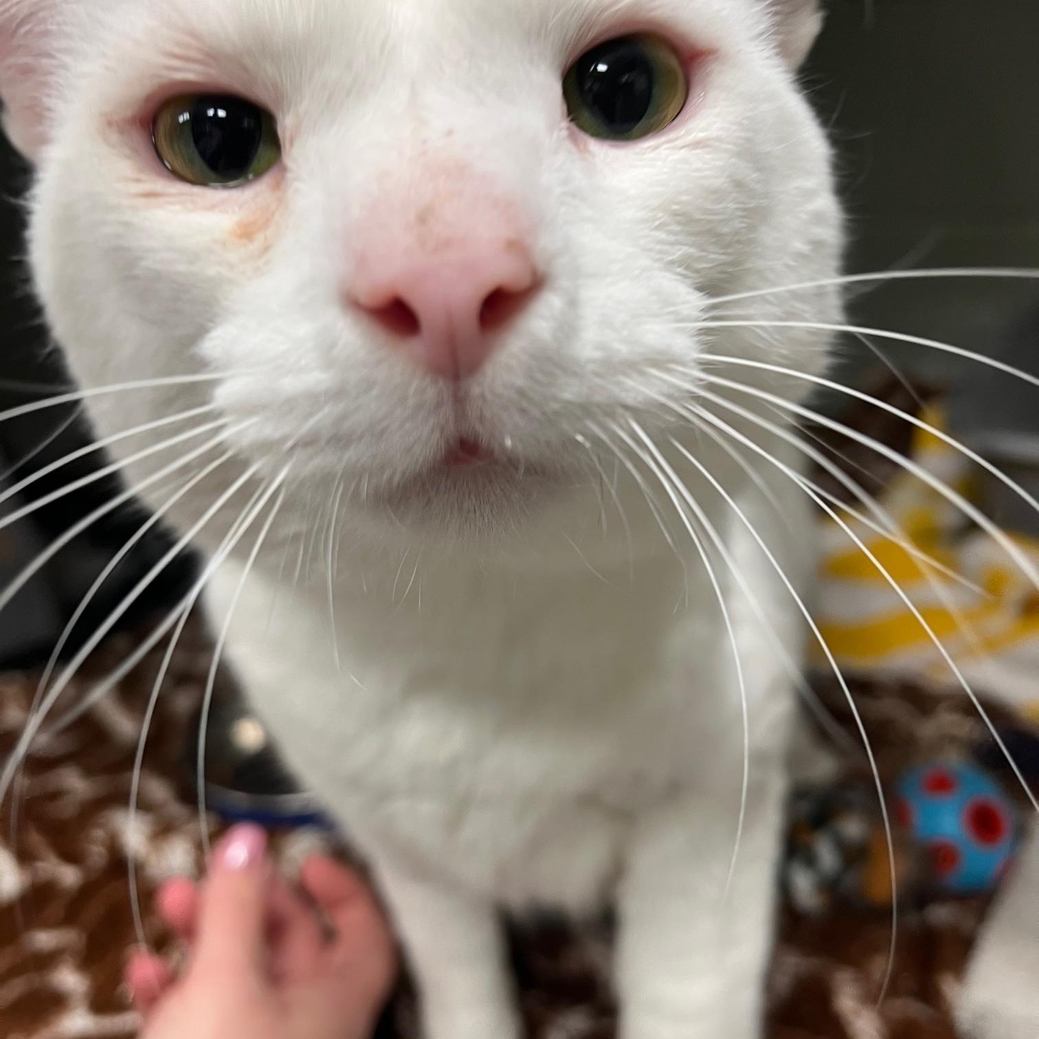 Enlarge Onyx, a ADOPTABLE Domestic Medium Hair in St Thomas, ON image 1/6