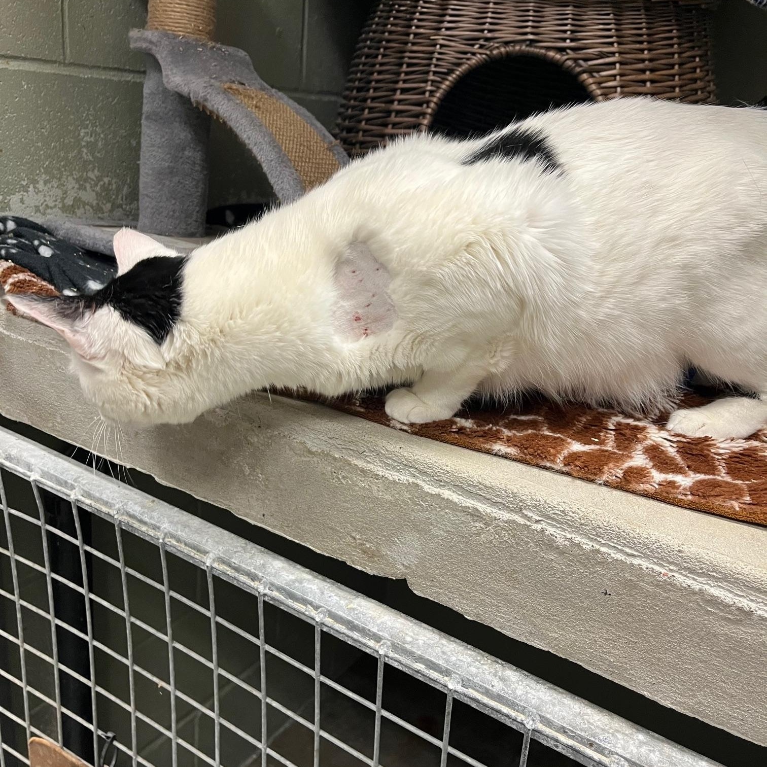 Enlarge Onyx, a ADOPTABLE Domestic Medium Hair in St Thomas, ON image 6/6