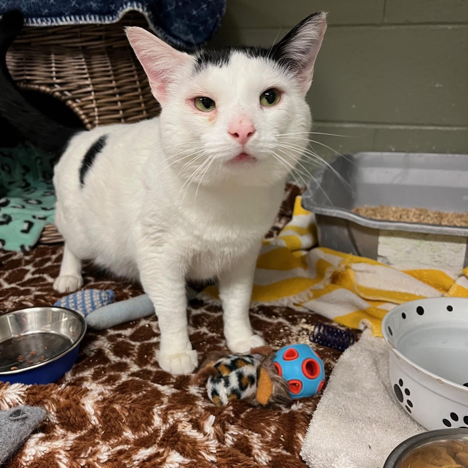 Enlarge Onyx, a ADOPTABLE Domestic Medium Hair in St Thomas, ON image 2/6