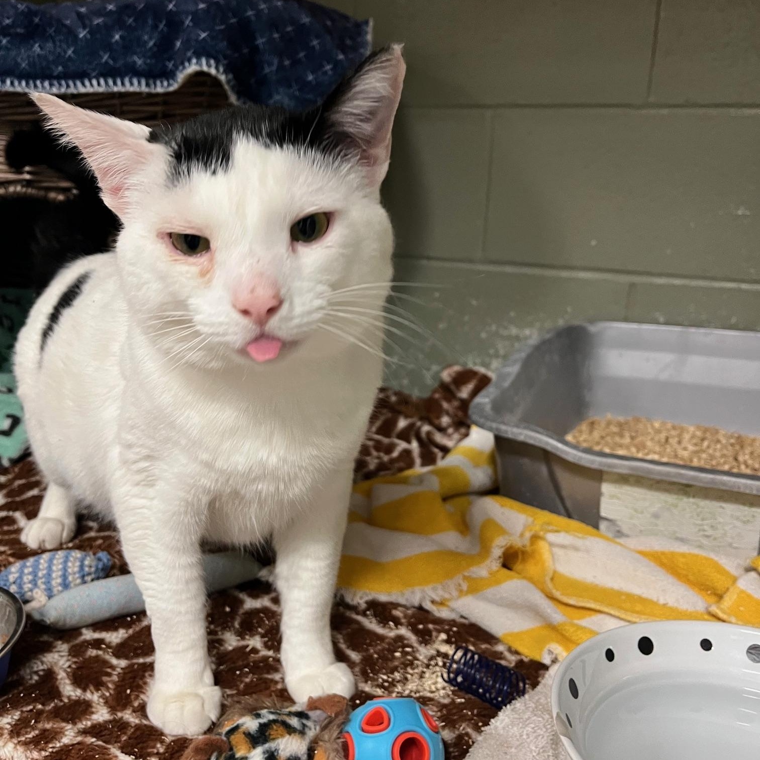 Enlarge Onyx, a ADOPTABLE Domestic Medium Hair in St Thomas, ON image 4/6