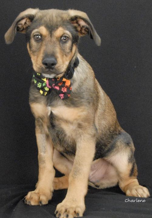 Viking, adoptable, Young Male Beagle & Shepherd.